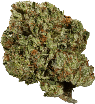 Cannabis Flower Closeup