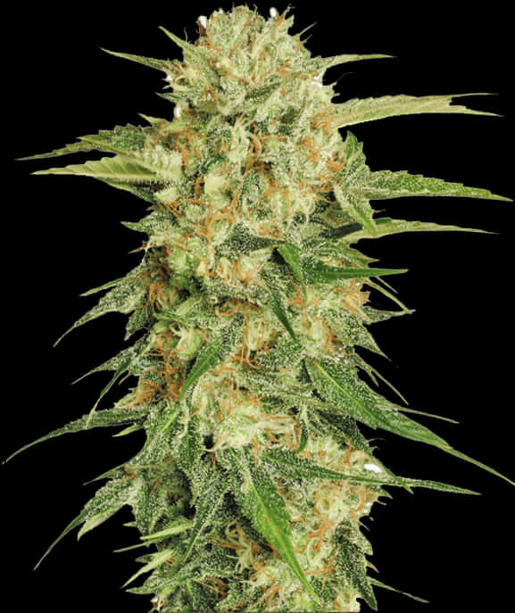 Cannabis Flower Closeup