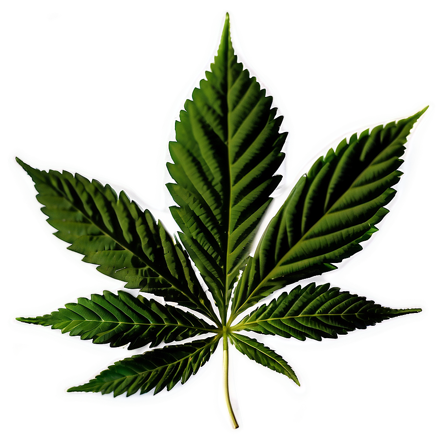 Cannabis Indica Leaf Png 41
