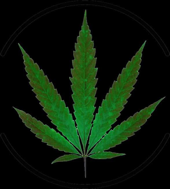 Cannabis Leaf Black Background