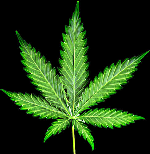 Cannabis Leaf Isolated Background