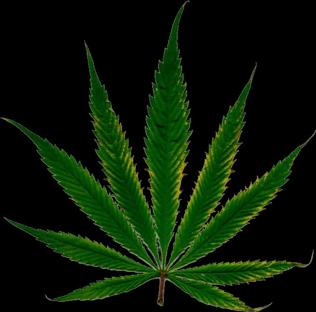 Cannabis Leaf Isolated Black Background