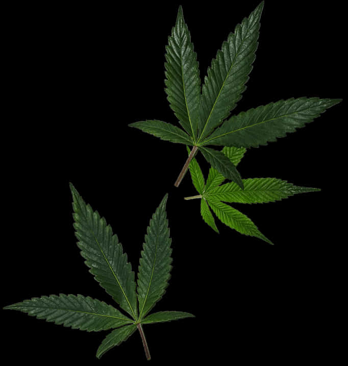 Cannabis Leaves Black Background