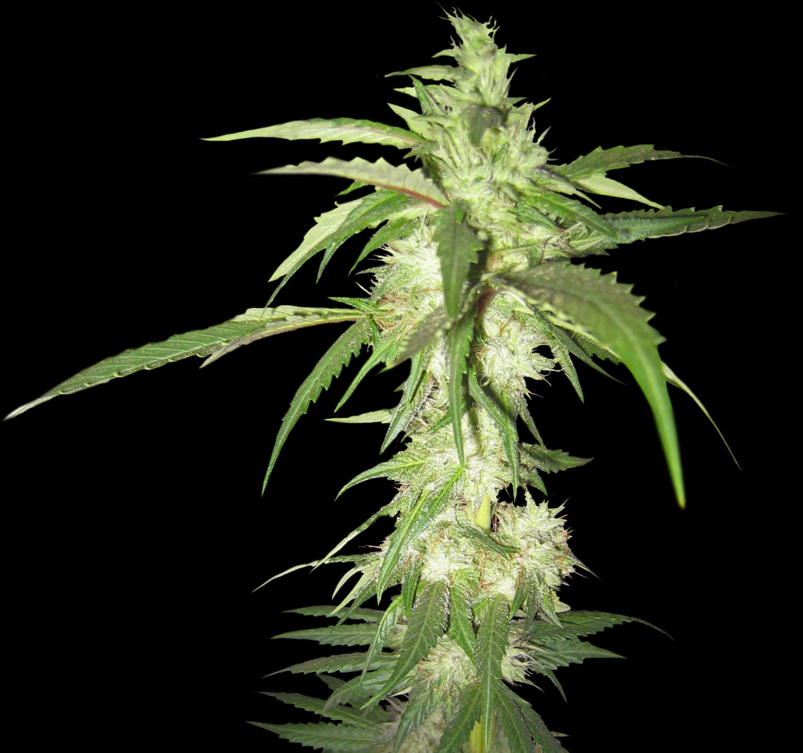 Cannabis Plant Black Background.jpg