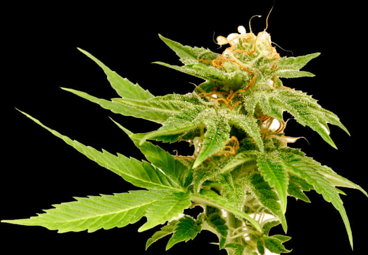 Cannabis Plant Closeup