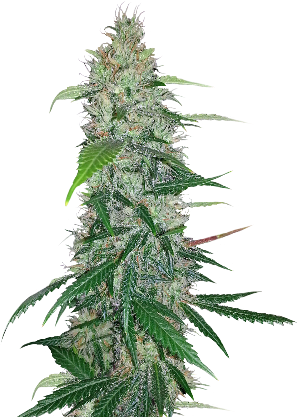 Cannabis Plant Closeup