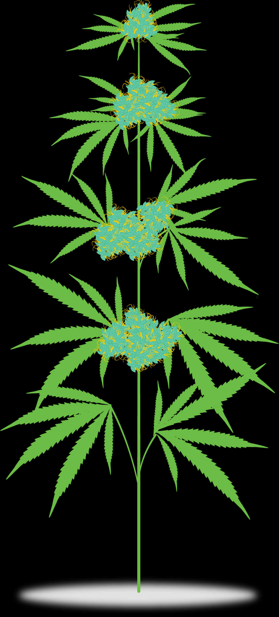 Cannabis Plant Illustration