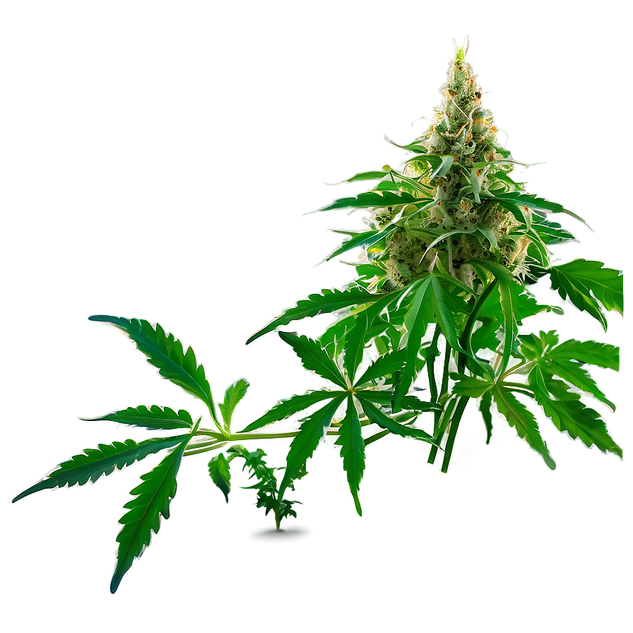 Cannabis Plant Png 05032024