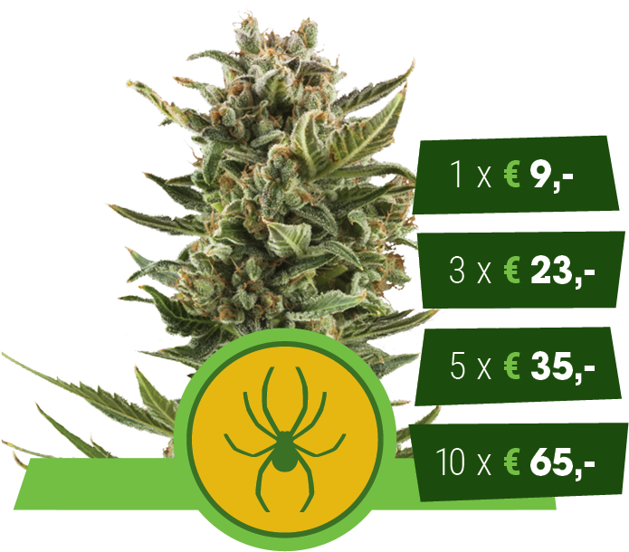 Cannabis Price List Spider Logo