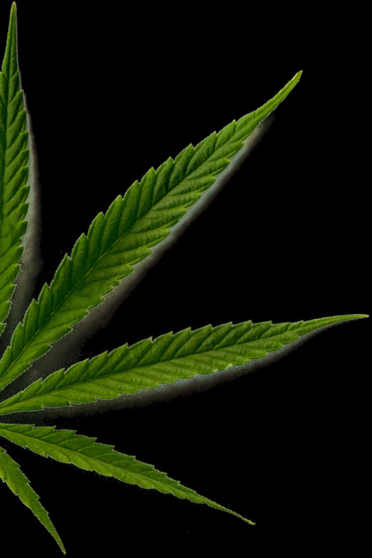 Cannabis Sativa Leaf Closeup.jpg