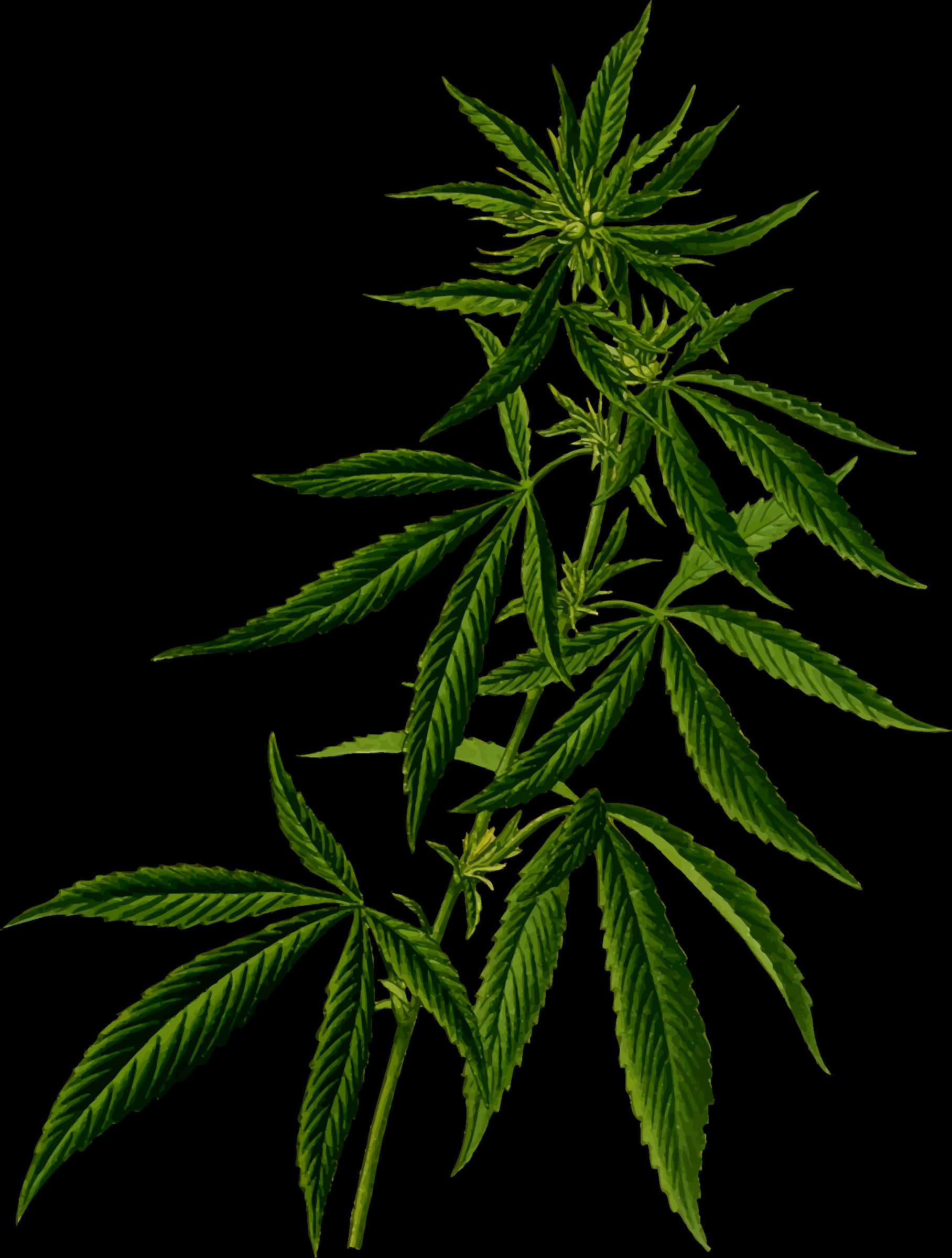 Cannabis Sativa Plant Black Background