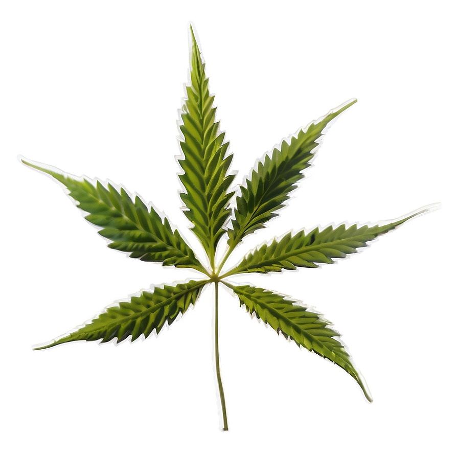 Cannabis Sativa Plant Png 14