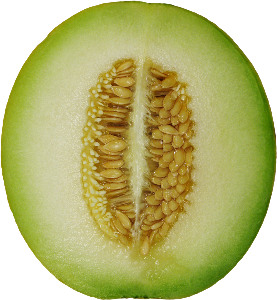 Cantaloupe Cross Section