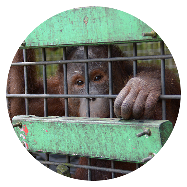 Captive Orangutan Behind Bars