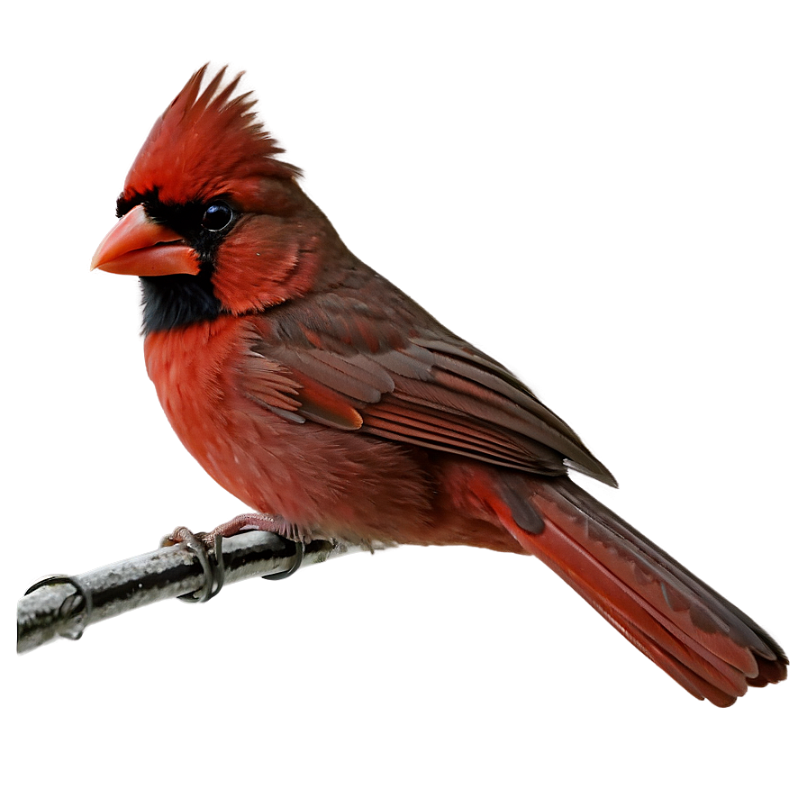 Cardinal Bird Png Upl