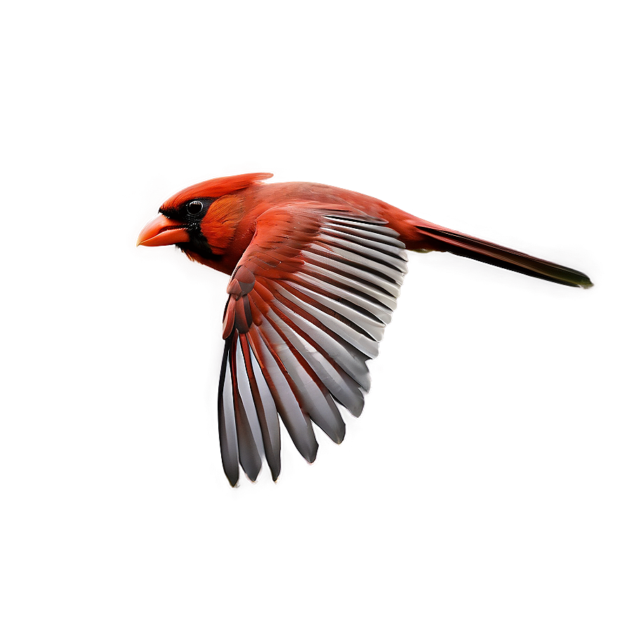 Cardinal Flying Side View Png Wpy44