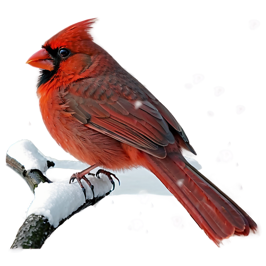 Cardinal In Snow Png 05242024