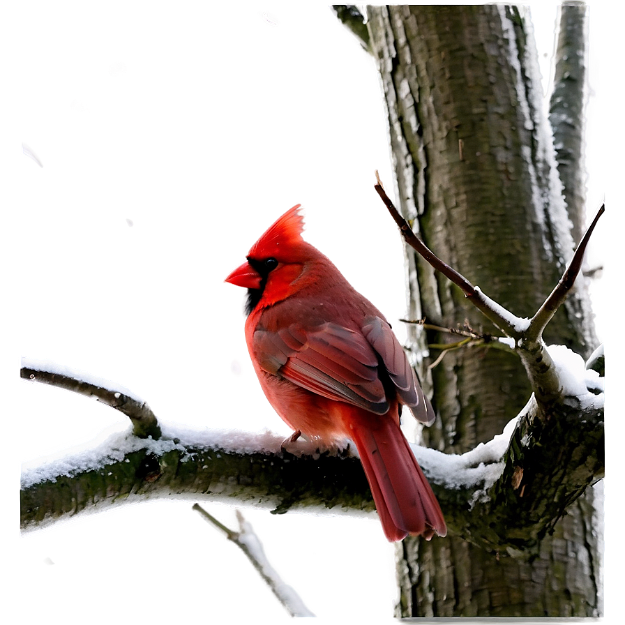 Cardinal In Winter Png Kcl69