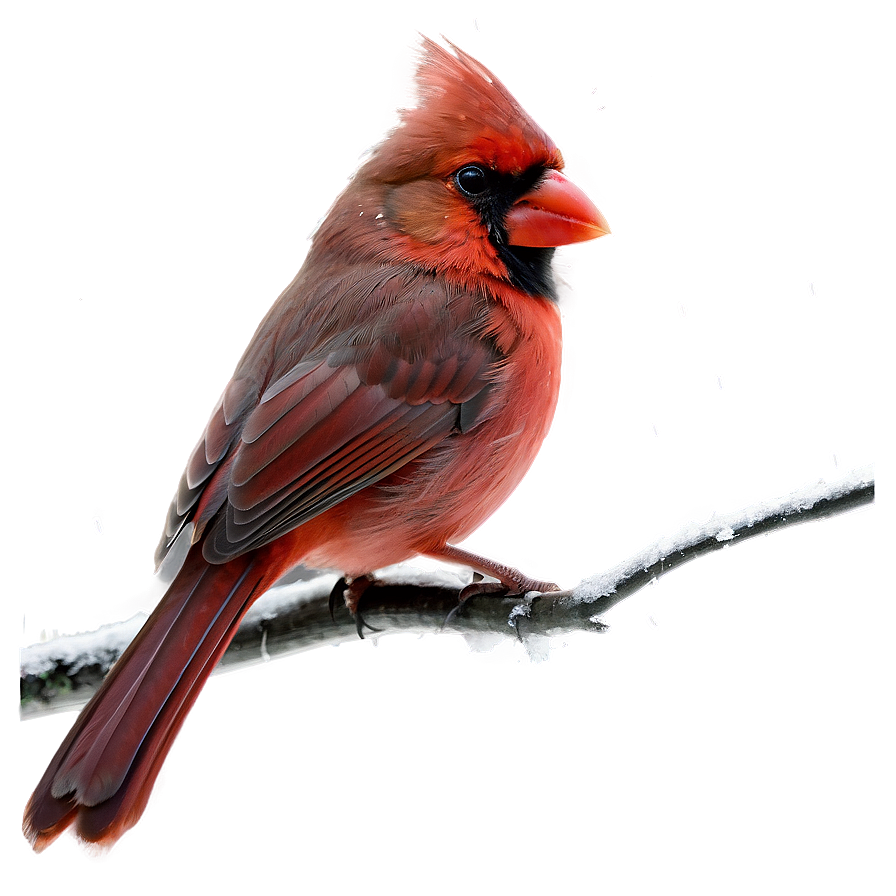 Cardinal In Winter Png Mmw