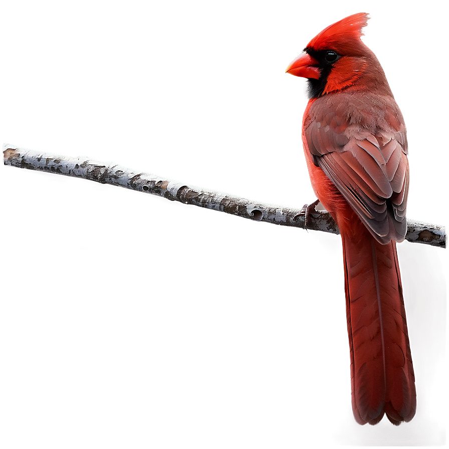 Cardinal On Branch Png 48