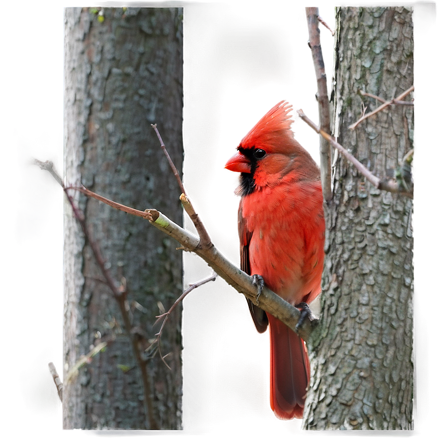 Cardinal Pair Png 05242024