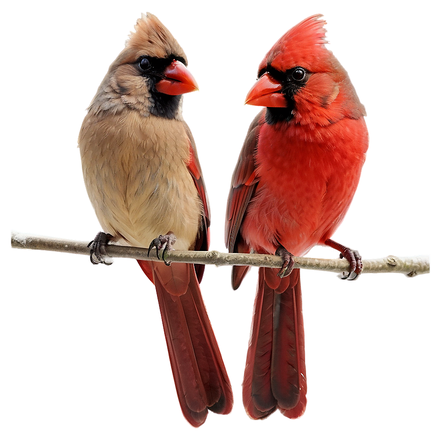 Cardinal Pair Png 05242024