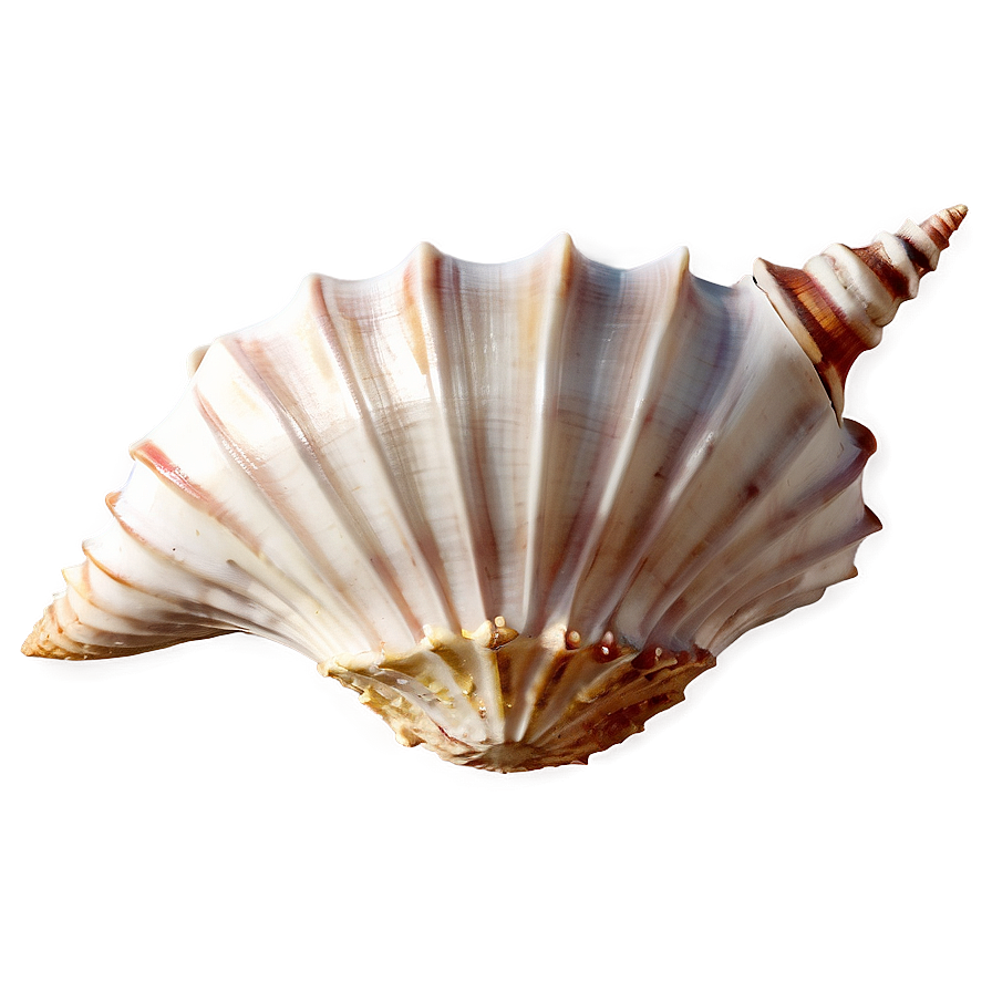 Caribbean Conch Shell Outline Png Qbe24