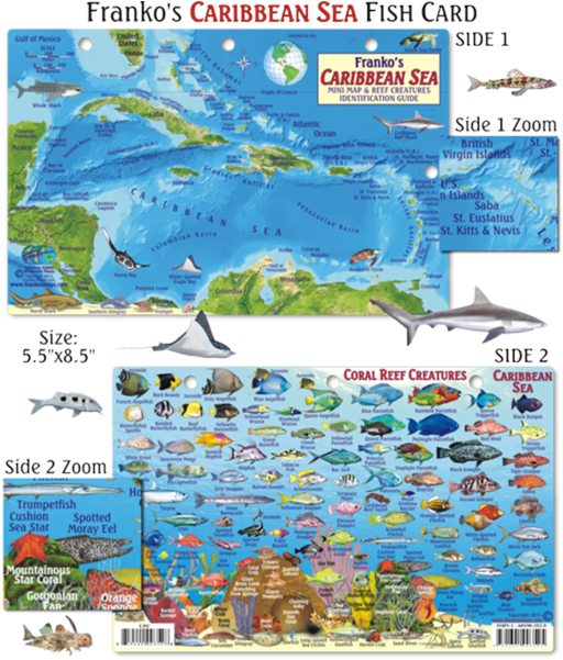 Caribbean Sea Fish Identification Card