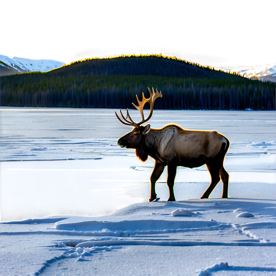 Caribou By Frozen Lake Png 06292024