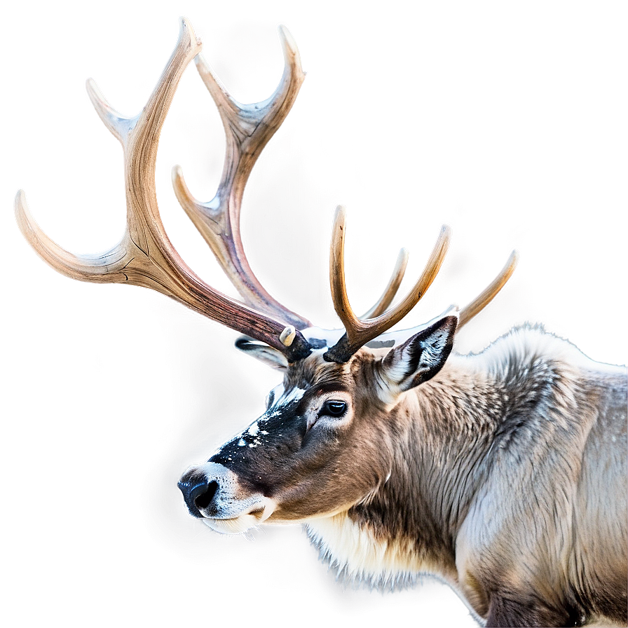 Caribou By Frozen Lake Png 06292024