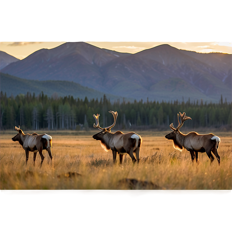 Caribou During Golden Hour Png 9