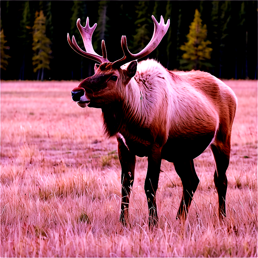 Caribou Feeding In Field Png Ien