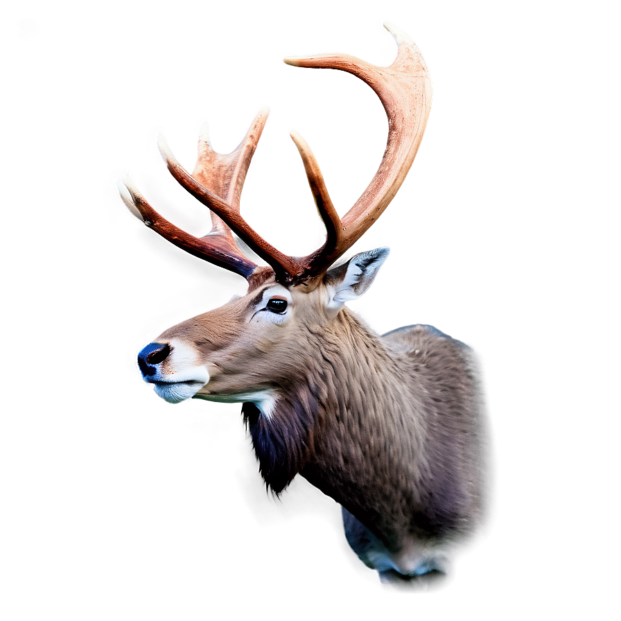 Caribou Fighting With Antlers Png Oyr