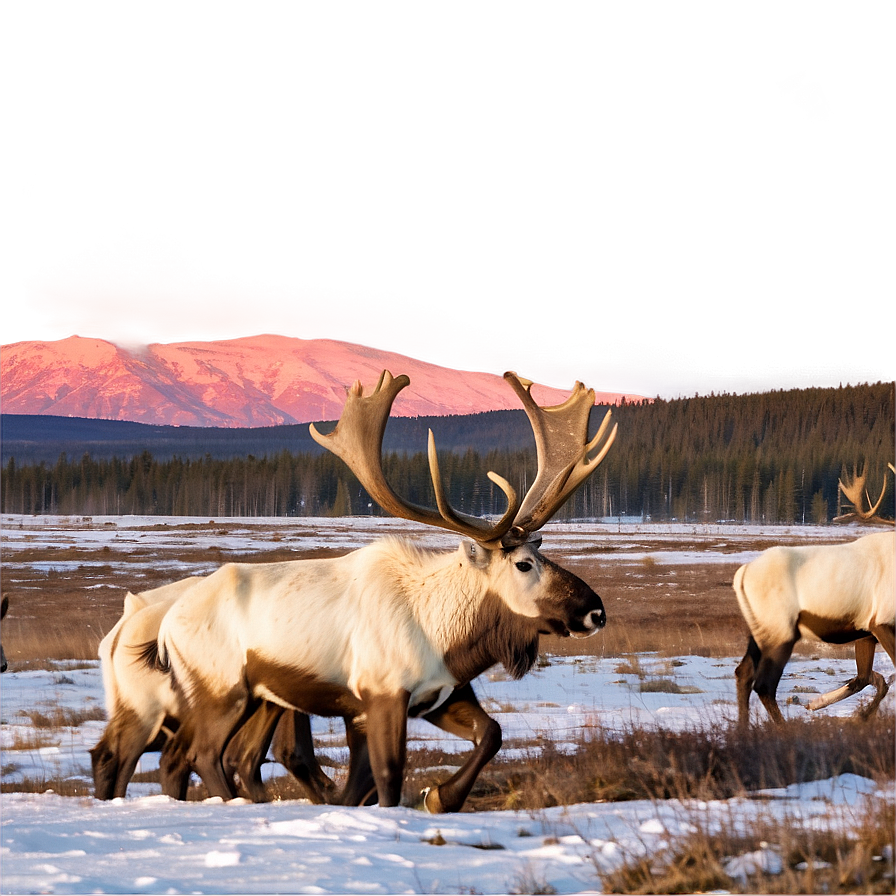 Caribou Herd At Sunset Png 39