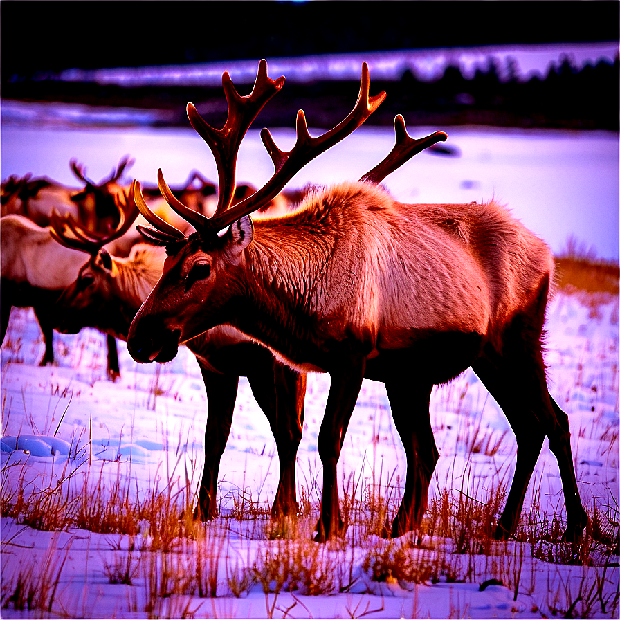 Caribou Herd At Sunset Png Wjo8