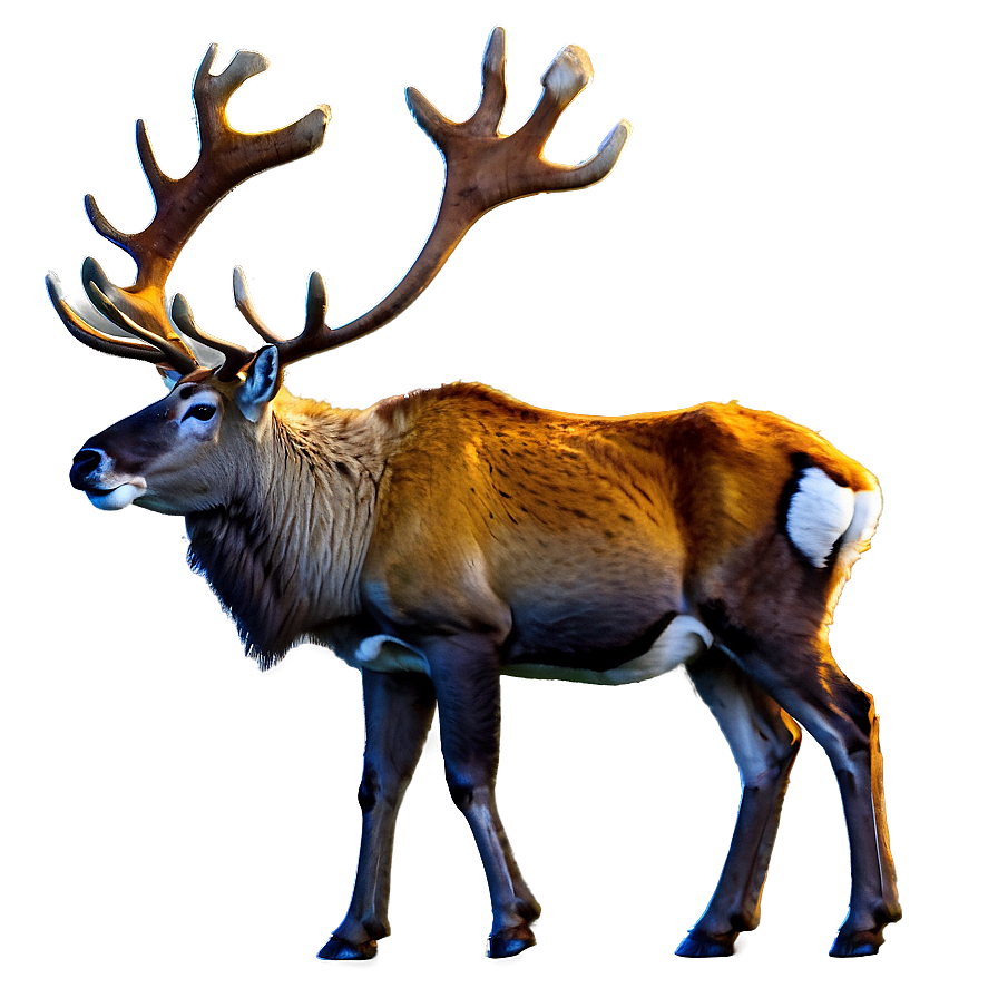 Caribou In Autumn Forest Png 67