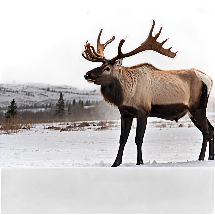 Caribou Standing In Snowstorm Png Lvg34