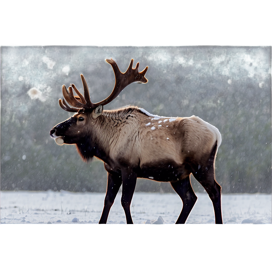 Caribou Standing In Snowstorm Png Ubv