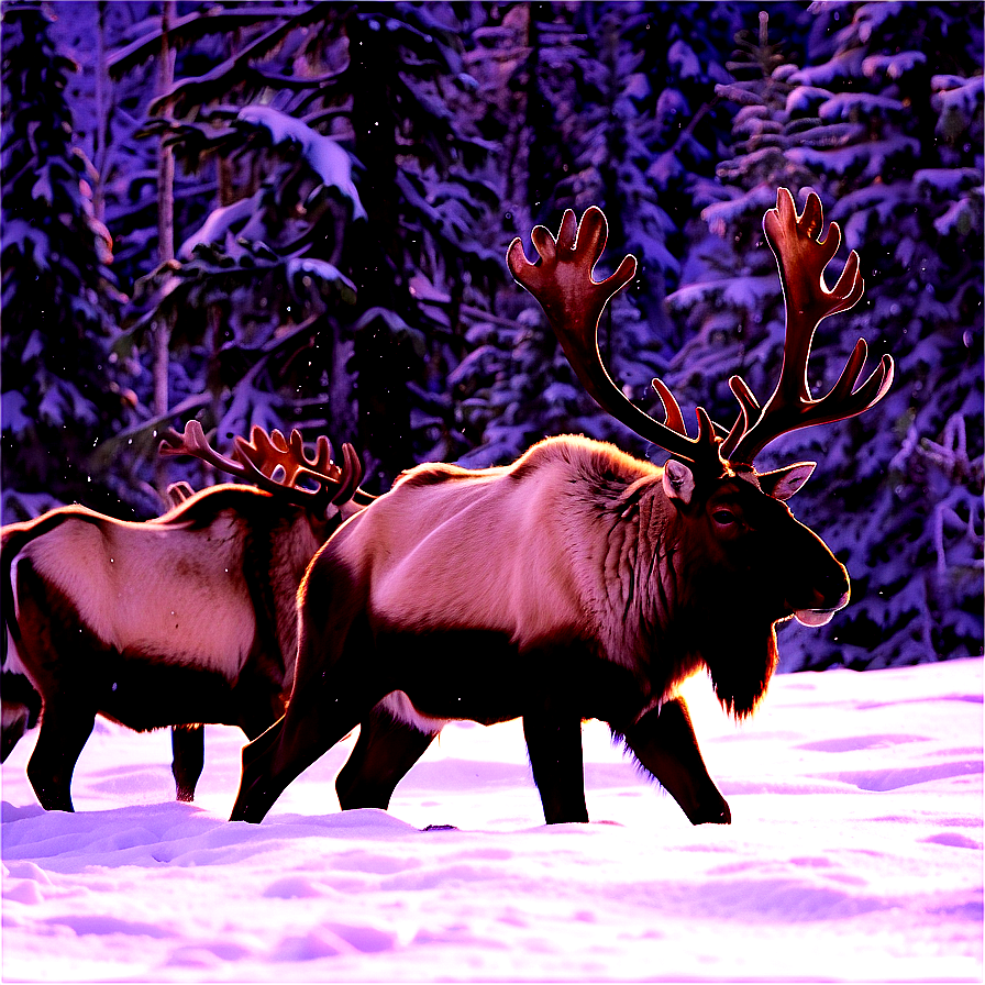 Caribou Trekking Through Snow Png Gdo