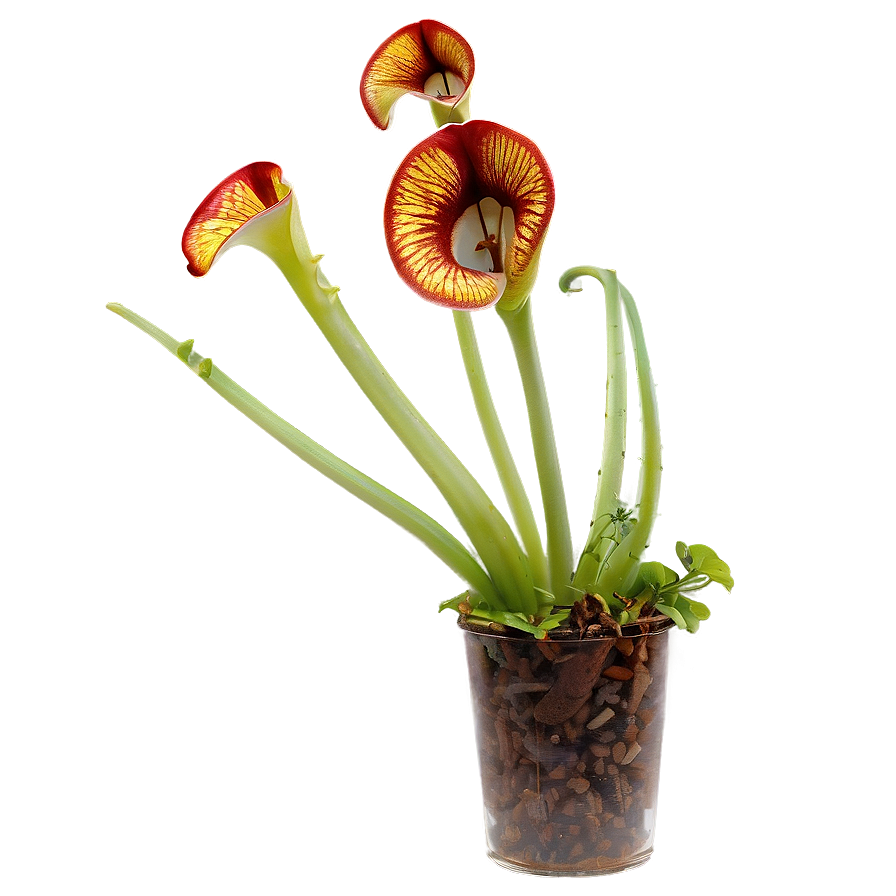 Carnivorous Plants Png 66