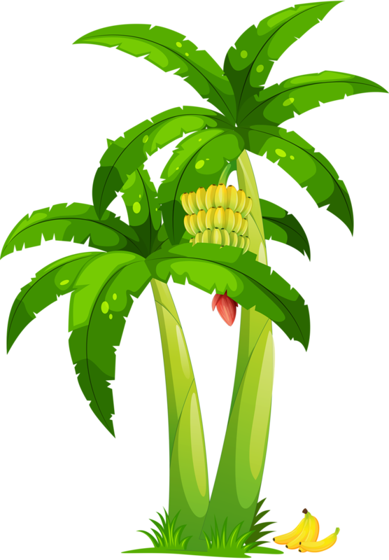 Cartoon Banana Tree With Fruit