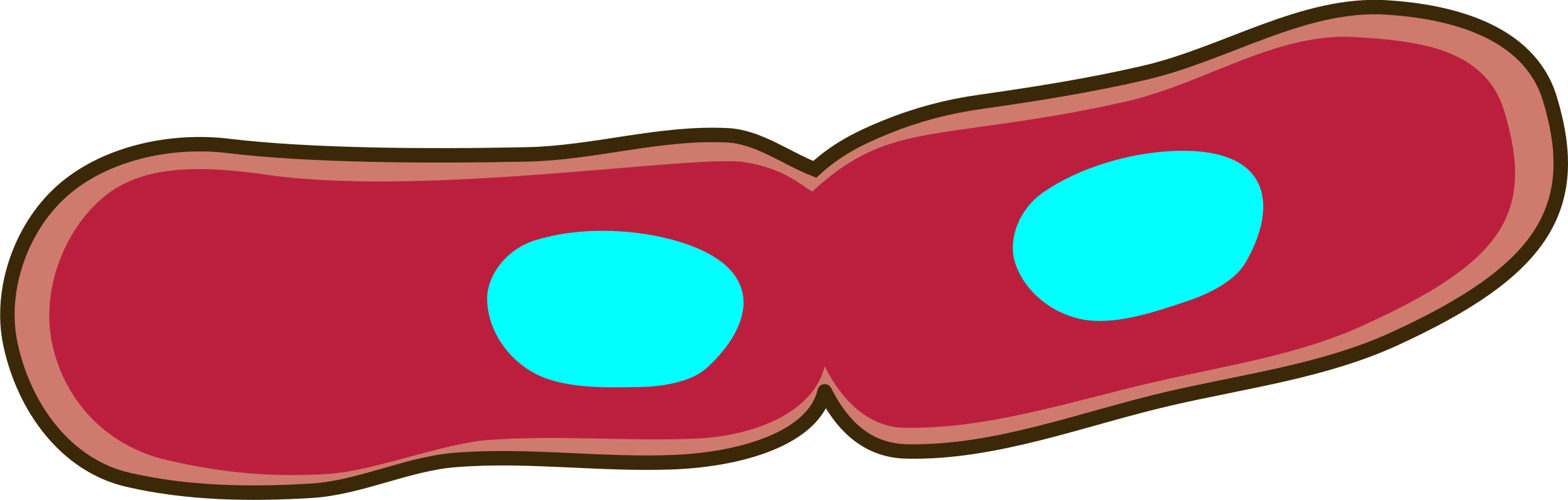 Cartoon Binary Fission Bacteria