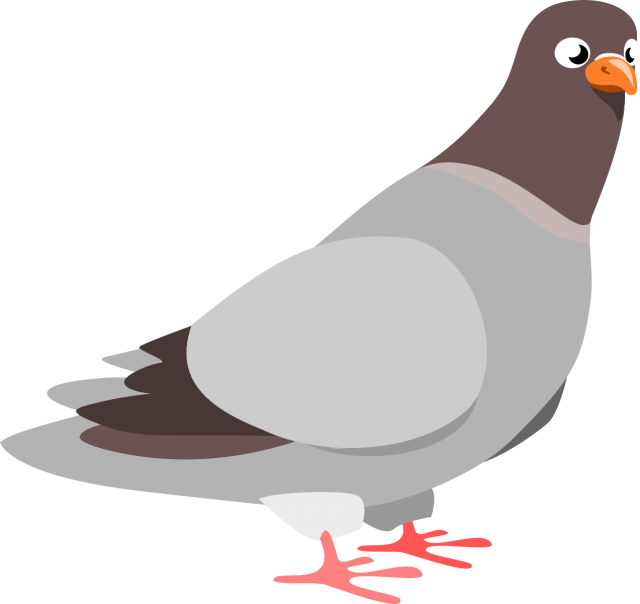 Cartoon Pigeon Illustration