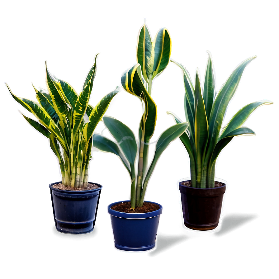 Cartoon Snake Plant Png Cdk88