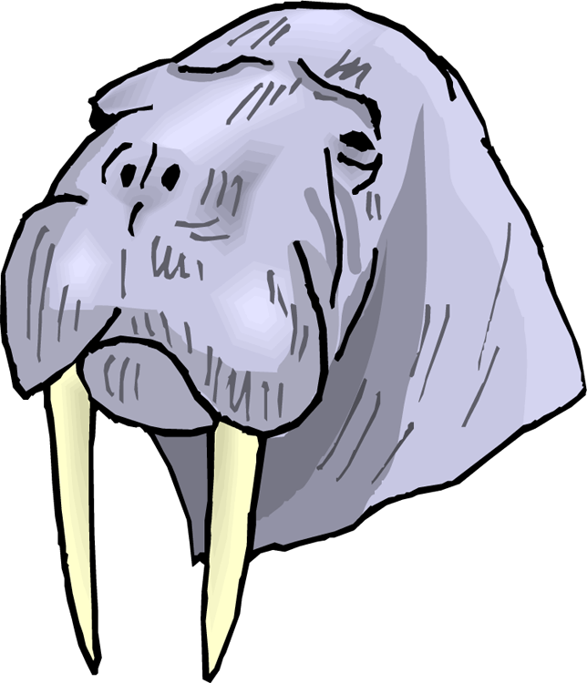 Cartoon Walrus Head Illustration