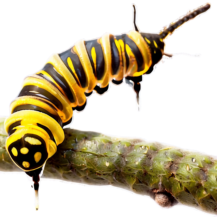 Caterpillar On Twig Png Lfn