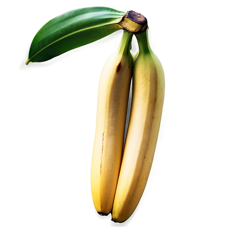Cavendish Banana Type Png 05042024
