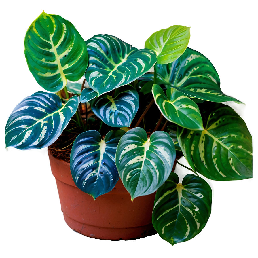 Cebu Blue Pothos Features Png Mof