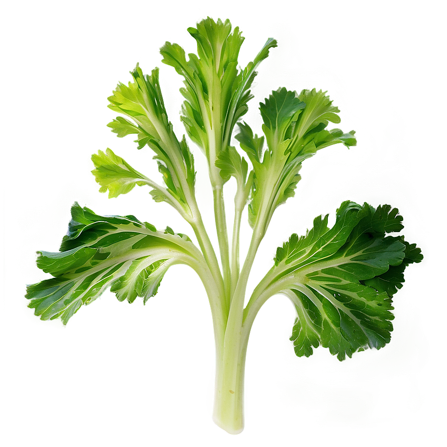 Celery Leaves Png 06252024