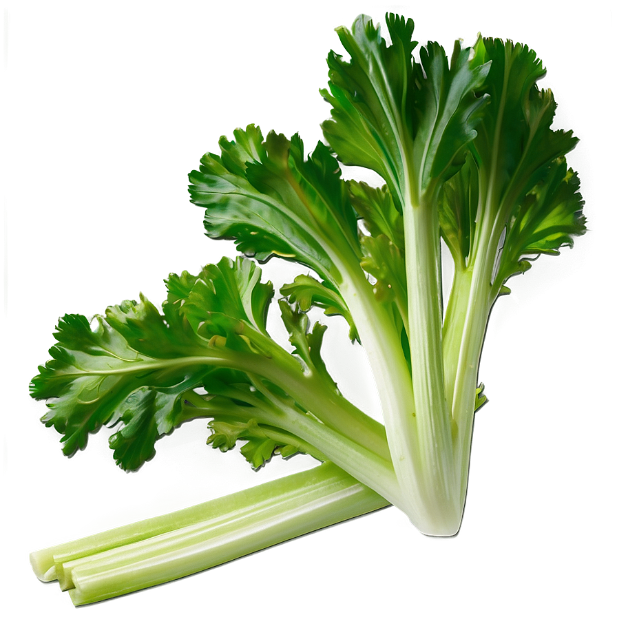 Celery Leaves Png 89